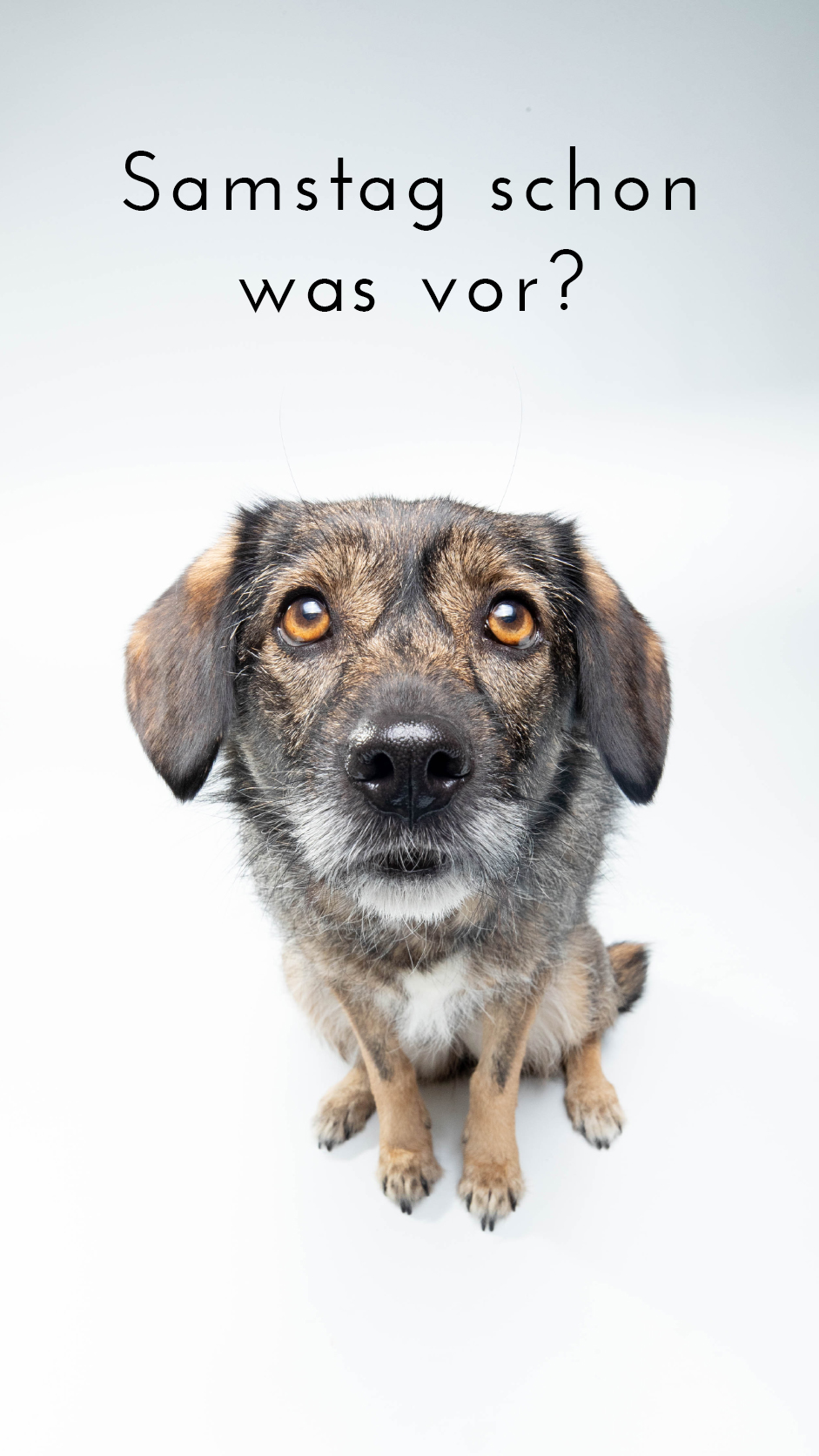 Nächste Woche ist auch schon ziemlich voll 🤔

#münsterlandhunde
#münsterhundefotografie
#nrwhunde
#hundefotografie
#tierfotografie
#hundeglück
#seelenhund
#herzenshund
#lebenmithund
#erinnerungenfürimmer
#hundemomente
#hundeliebe 

Deine Julia
Hundefotografin in Warendorf, Münsterland und ganz NRW
Für Hundeeltern, deren Hund nicht nur Hund ist, sondern Familie