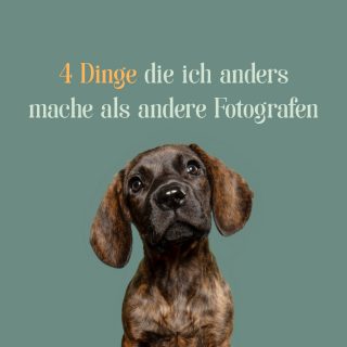 Irgendwie hat man damals angefangen und hatte natürlich keinen Plan von irgendwas, also macht man das, was alle anderen machen, weil da scheint es ja zu funktionieren. Aber Fakt ist, die meisten wussten selber gar nicht, was sie da tun, weil man meistens irgendwie als Hobby gestartet ist und nicht als Business.

Nun bin ich schon einige Jahre dabei und habe diese grundlegenden Dinge für meine Kund:innen und mich geändert.

#nrwhunde
#hundefotografie
#tierfotografie
#hundefotografin
#hundeliebe
#hundeleben
#lieblingshund
#hundefotoshooting 

Deine Julia
Hundefotografin in Warendorf, Münsterland und ganz NRW
Für Hundeeltern, deren Hund nicht nur Hund ist, sondern Familie