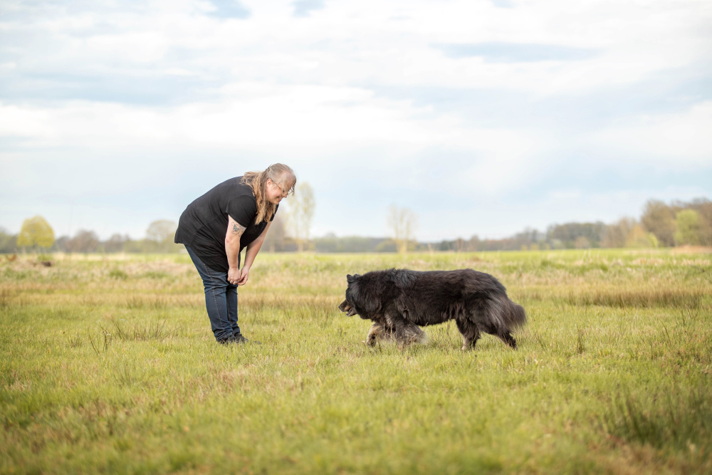 Regenbogenshooting alter Hund im Abendlicht NRW
