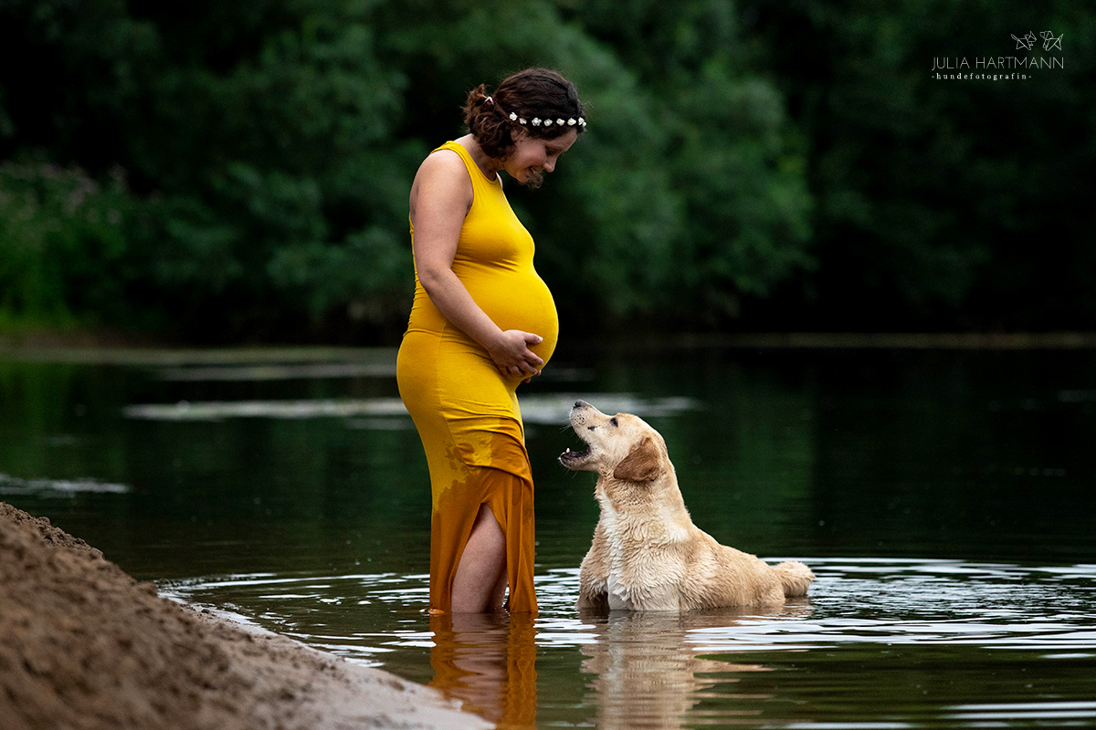 babybauch-shooting-tierschutzhund-beelen-nrw Schwangere Frau im gelben Kleid steht barfuß in der Ems bei Beelen mit Golden Retriever Hündin beim Babybauch Shooting