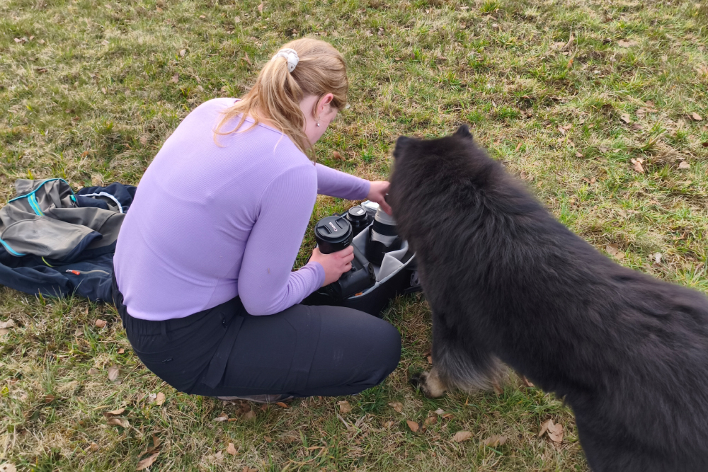 Eurasier Koda schnüffelt neugierig in Kameratasche von Hundefotografin Julia Hartmann