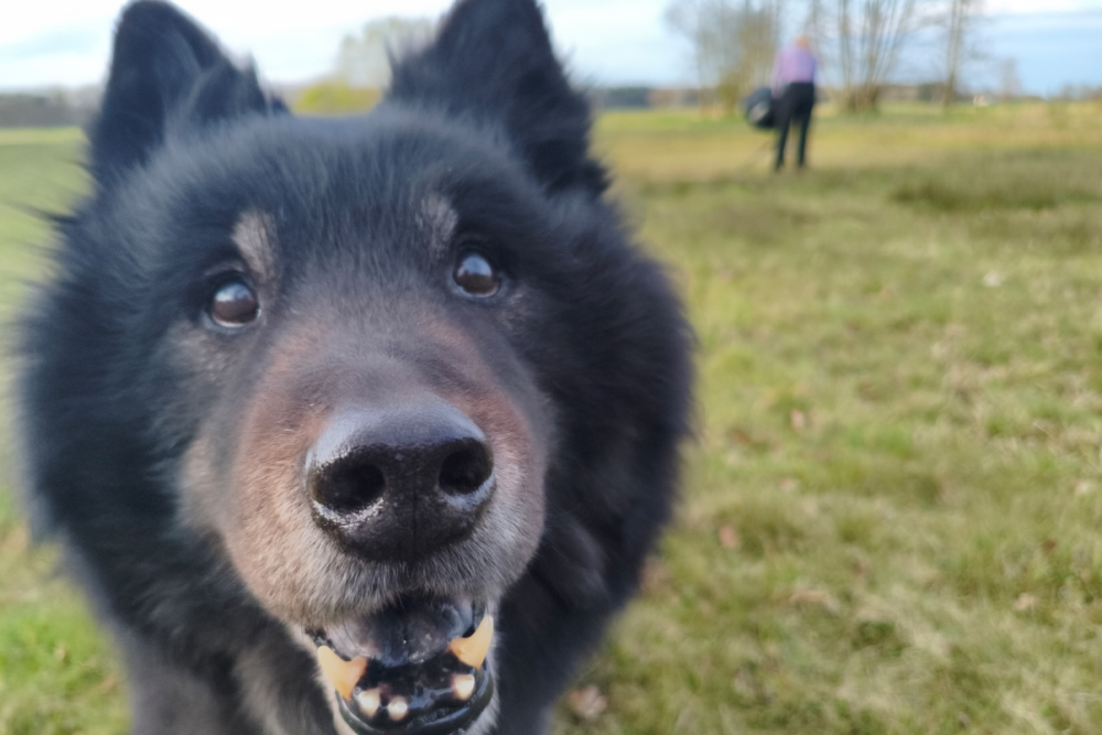 Behind the Scenes Regenbogenshooting Hundefotografin Julia Hartmann mit Hund Koda