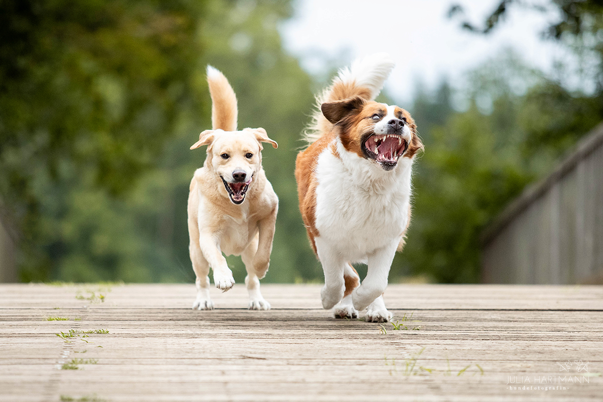 schwangere-hund-wasser-ems-beelen Actionbild mit zwei Hunden Ems Beelen natürliches Licht