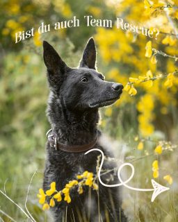 Ein 🧡 für Rescues

#tierschutzhund
#angsthund
#alterhund
#dogrescue
#tierfotografie
#hundeglück
#seelenhund
#herzenshund
#lebenmithund
#erinnerungenfürimmer
#hundemomente
#hundeliebe 

Deine Julia
Hundefotografin in Warendorf, Münsterland und ganz NRW
Für Hundeeltern, deren Hund nicht nur Hund ist, sondern Familie 
Für Tierschutzhunde, Rescues, alte Hunde, Hunde mit Handicap und Angsthunde