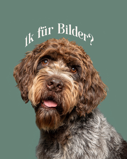 Was kostet eigentlich ein Hundefotoshooting? Diese Frage ist super individuell und gar nicht pauschal zu beantworten. Trotzdem wollte ich der Frage auf den Grund gehen und für alle Hundebesitzer mal transparent aufschlüsseln. 

Warum ich dir das erzähle? Weil die Preisspanne unter Hundefotograf:innen wirklich riesig ist. Manche bieten Shootings schon ab 80 Euro an, andere verlangen vierstellige Summen. Ich finde, jeder Hundebesitzer hat es verdient zu verstehen, wie so ein Preis überhaupt zustande kommt.

Deshalb habe ich meine komplette Kalkulation einmal ganz offen aufgeschrieben, mit echten Zahlen, meiner Zeitrechnung pro Shooting und der Geschichte, wie ich selbst früher viel zu günstig gestartet bin.

Den ganzen Artikel findest du über den Link in meiner Bio oder unter: https://juliahartmann.de/was-kostet-ein-hundefotoshooting/

#hundefotografie #hundefotoshooting #hundefotograf #tierfotografie #hundeeltern #transparentepreise #selbstständigkeit #hundeliebe
