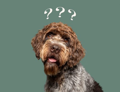Was kostet ein Hundefotoshooting